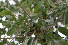Syzygium cumini